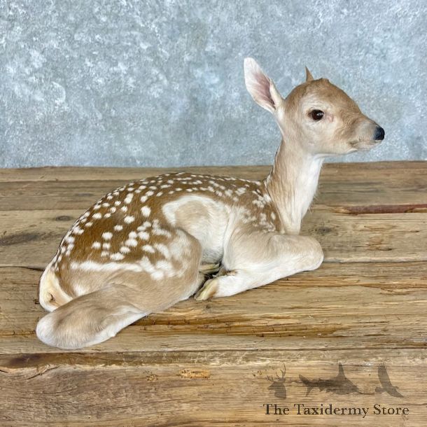 Whitetail Deer Fawn Life-Size Mount For Sale #27604 - The Taxidermy Store