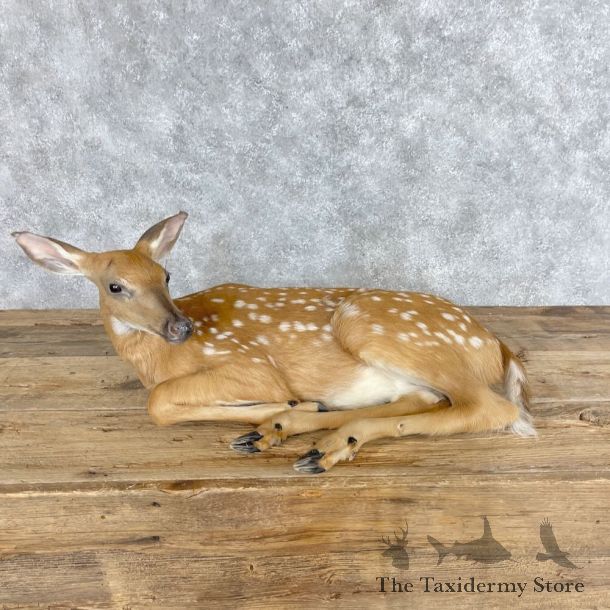 Whitetail Deer Fawn Life-Size Mount For Sale #28664 - The Taxidermy Store