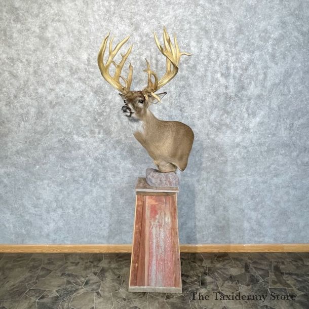 Whitetail Deer Floor Pedestal Mount For Sale #28478 @ The Taxidermy Store