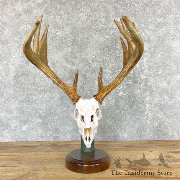 Whitetail Deer Full Skull European Mount #24959 For Sale @ The Taxidermy Store