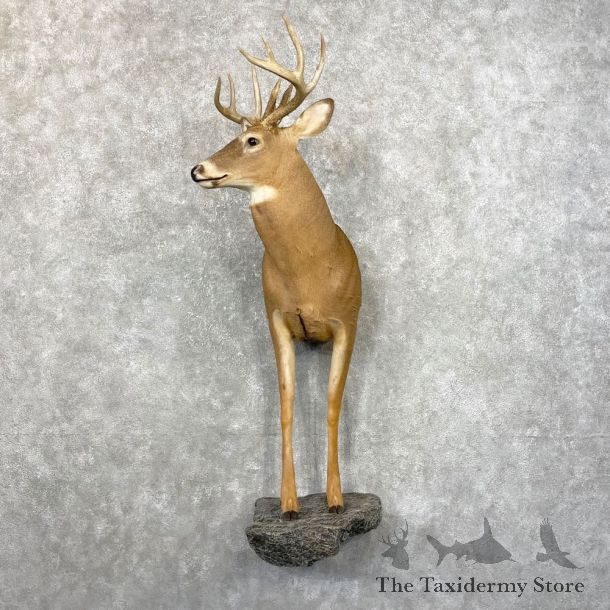 Whitetail Deer Half Life-Size Mount #24791 For Sale - The Taxidermy Store