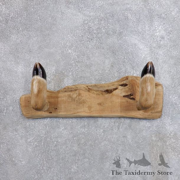 Whitetail Deer Hoof Gun Rack Taxidermy Mount For Sale #18746 @ The Taxidermy Store