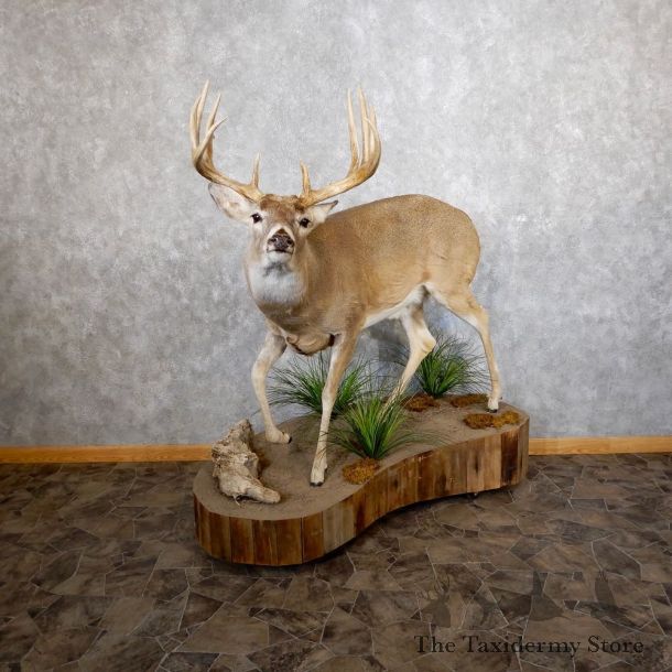 Whitetail Deer Life-Size Mount For Sale #18602 @ The Taxidermy Store