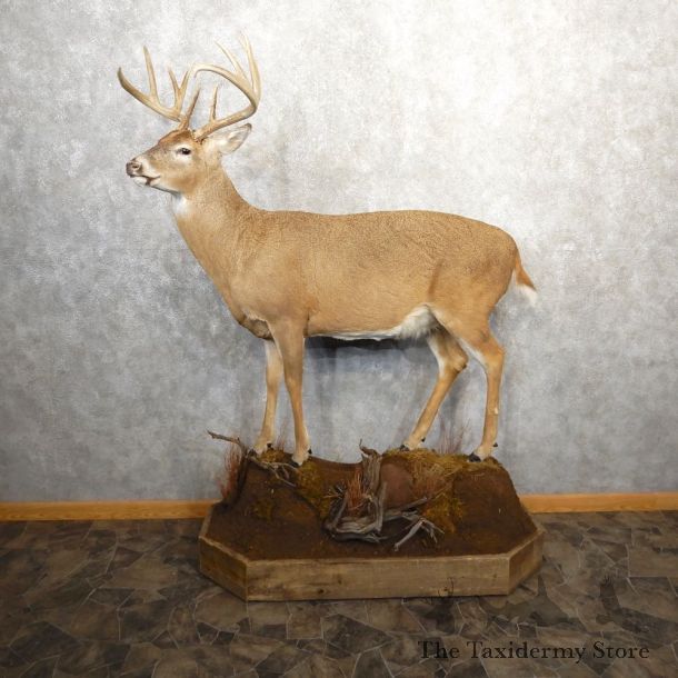 Whitetail Deer Life-Size Mount For Sale #20689 @ The Taxidermy Store
