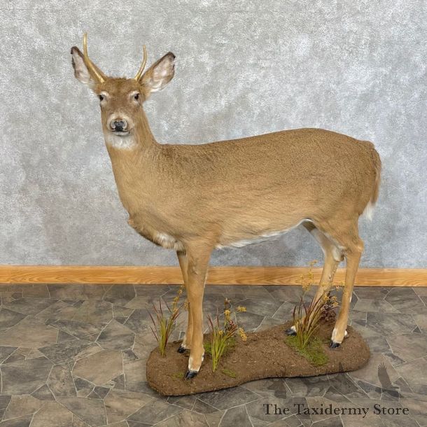 Whitetail Deer Life-Size Mount For Sale #24626 @ The Taxidermy Store
