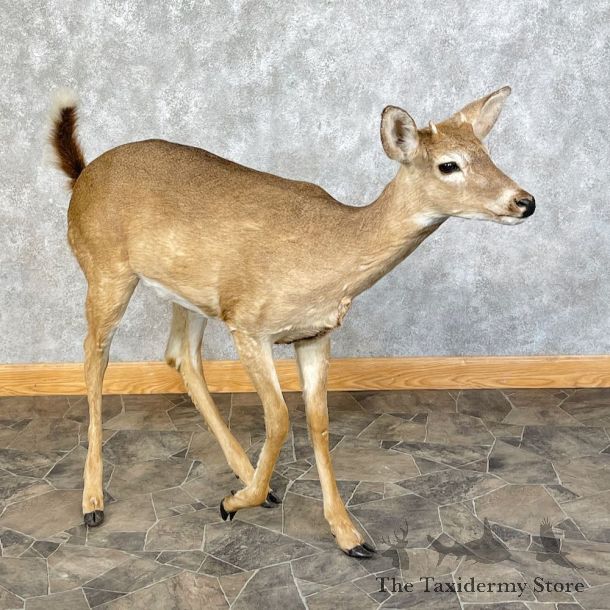 Whitetail Deer Life-Size Mount For Sale #25440 - The Taxidermy Store