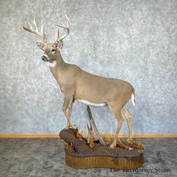 Whitetail Deer Life-Size Mount For Sale #25865 @ The Taxidermy Store