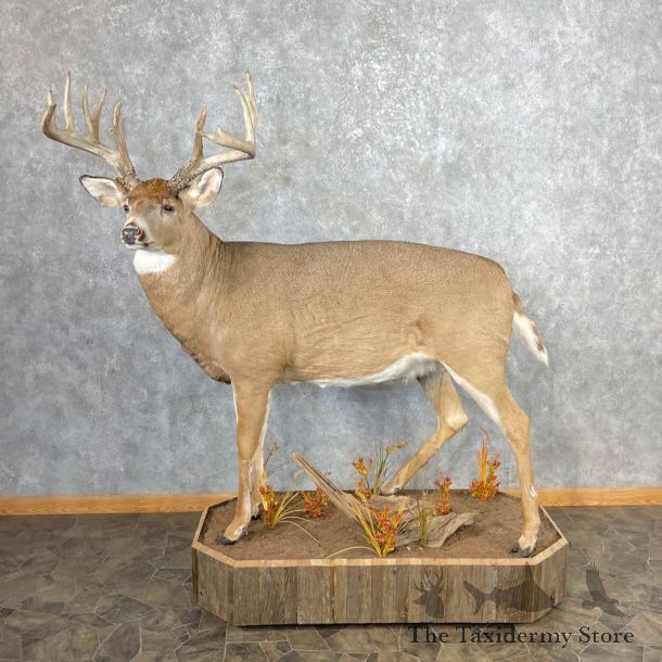 Whitetail Deer Life-Size Mount For Sale #26880 @ The Taxidermy Store
