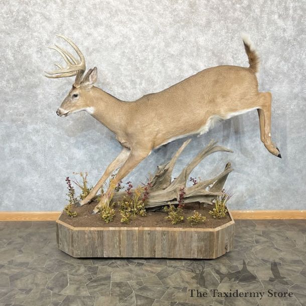 Whitetail Deer Life-Size Mount For Sale #28529 @ The Taxidermy Store