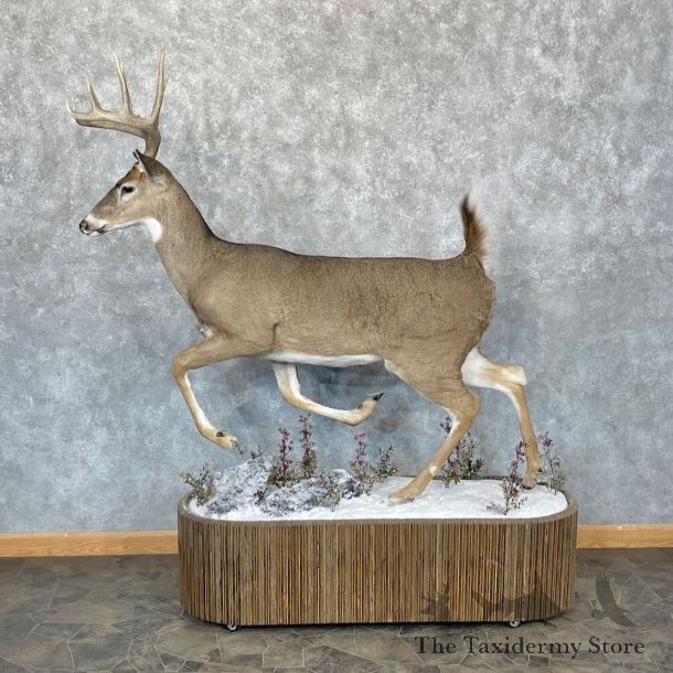Whitetail Deer Life-Size Mount For Sale #28737 @ The Taxidermy Store