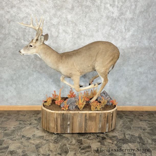 Whitetail Deer Life-Size Mount For Sale #28853 @ The Taxidermy Store