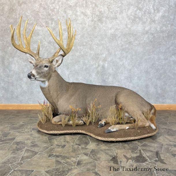 Whitetail Deer Life Size Mount For Sale #28477 @ The Taxidermy Store 