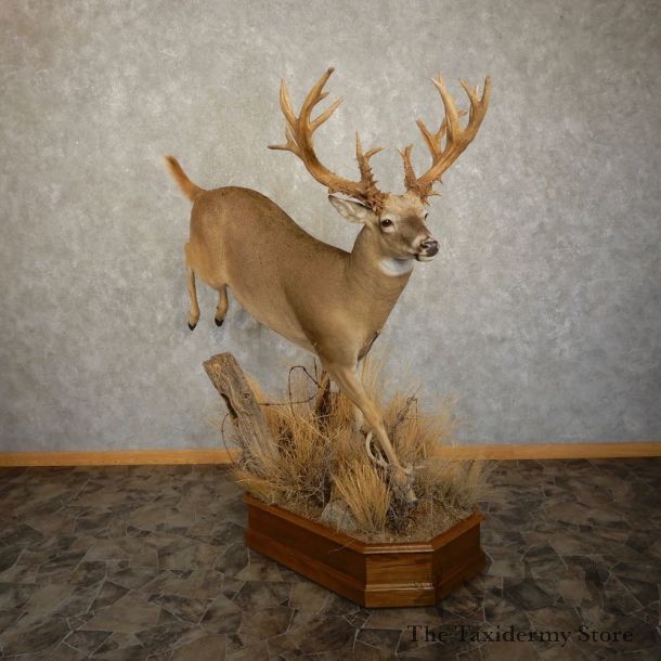 Whitetail Deer Life Size Taxidermy Mount #21594 For Sale @ The Taxidermy Store 