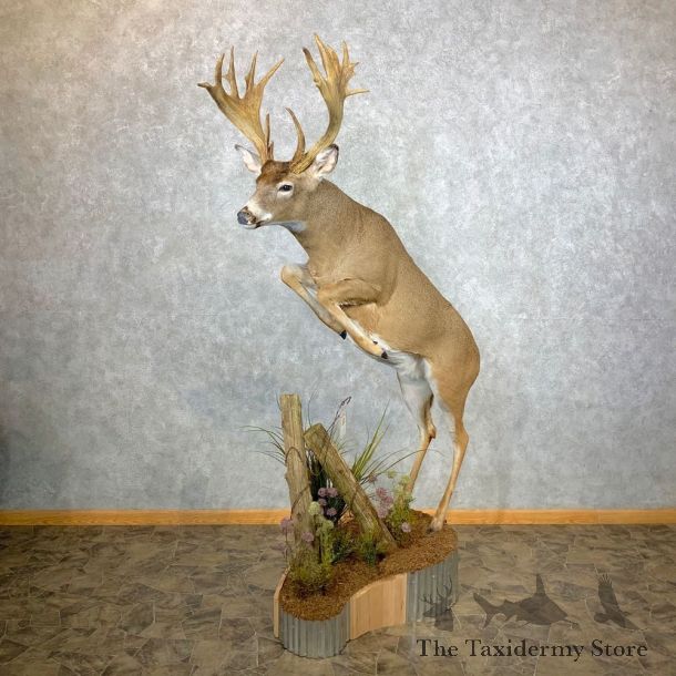 Whitetail Deer Life Size Taxidermy Mount #23345 For Sale @ The Taxidermy Store 