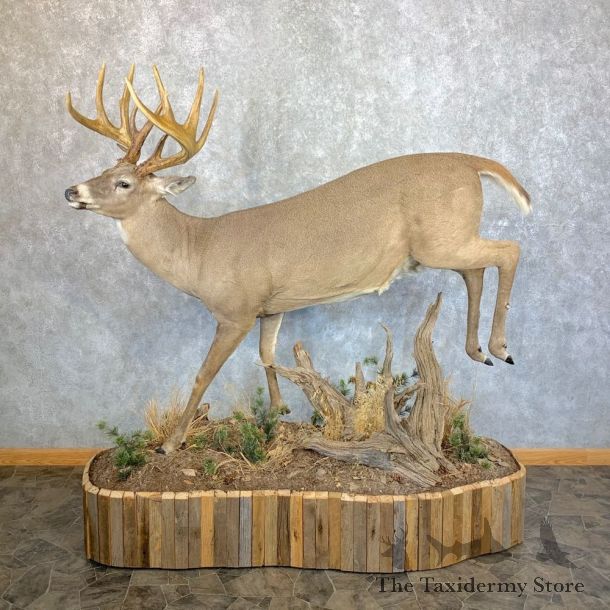 Whitetail Deer Life Size Taxidermy Mount #23538 For Sale @ The Taxidermy Store 