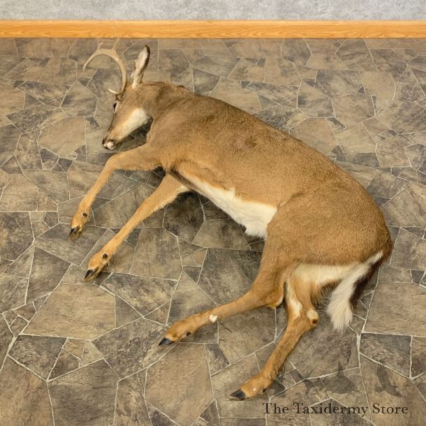 Whitetail Deer Movie Prop Mount For Sale #23939 @ The Taxidermy Store