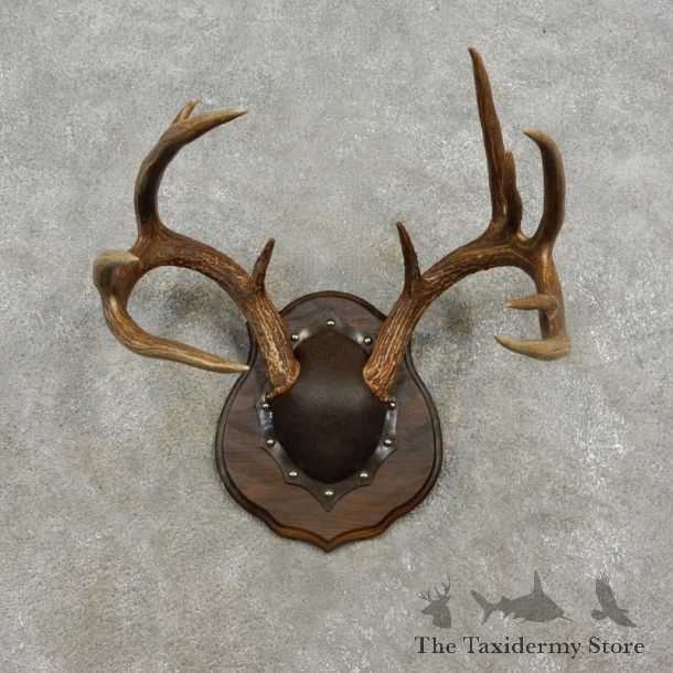 Whitetail Deer Antler Plaque Mount For Sale #17307  @ The Taxidermy Store