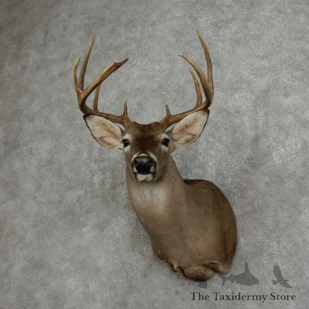 Whitetail Deer Shoulder Mount #16073 For Sale - The Taxidermy Store