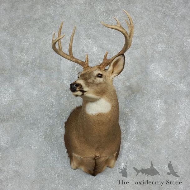 Whitetail Deer Shoulder Mount #17972 For Sale - The Taxidermy Store