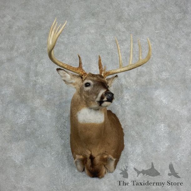 Whitetail Deer Shoulder Mount #18067 For Sale - The Taxidermy Store