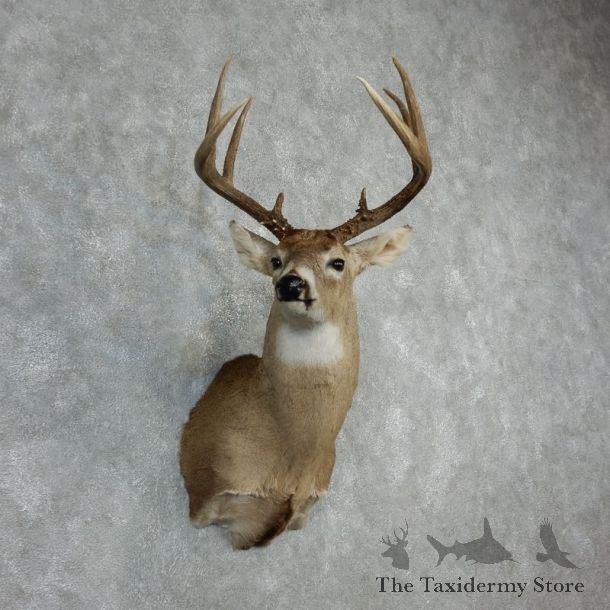 Whitetail Deer Shoulder Mount #18070 For Sale - The Taxidermy Store