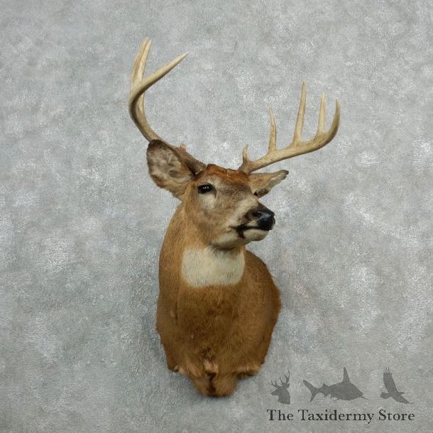Whitetail Deer Shoulder Mount #18093 For Sale - The Taxidermy Store