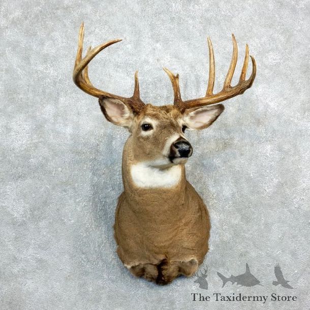 Whitetail Deer Shoulder Mount #18279 For Sale - The Taxidermy Store