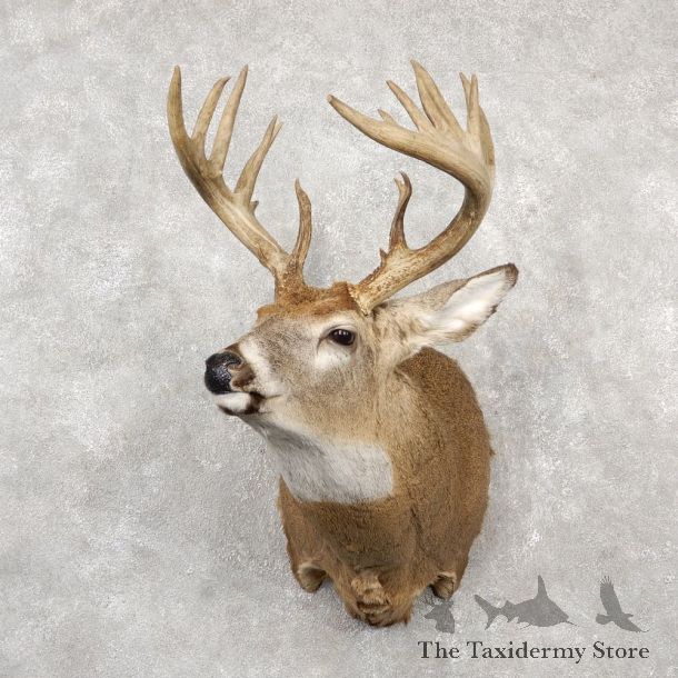 Whitetail Deer Shoulder Mount #18770 For Sale - The Taxidermy Store