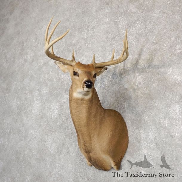 Whitetail Deer Shoulder Mount #18820 For Sale - The Taxidermy Store