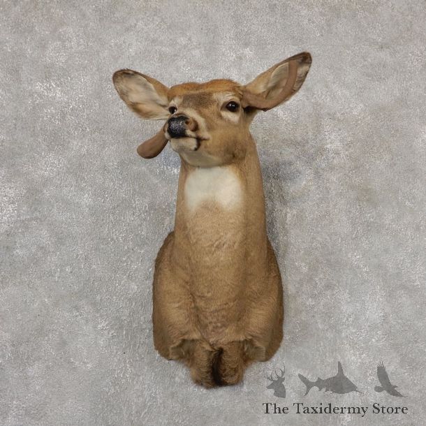Whitetail Deer Shoulder Mount #18822 For Sale - The Taxidermy Store