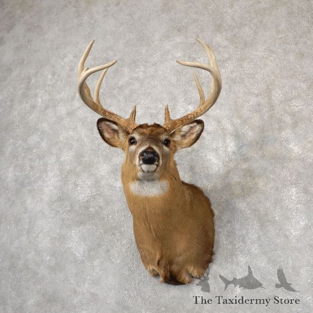 Whitetail Deer Shoulder Mount #18831 For Sale - The Taxidermy Store