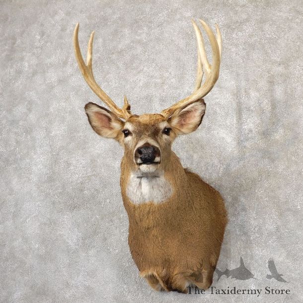 Whitetail Deer Shoulder Mount #18846 For Sale - The Taxidermy Store