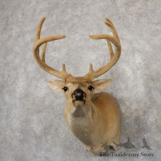 Whitetail Deer Shoulder Mount #18848 For Sale - The Taxidermy Store