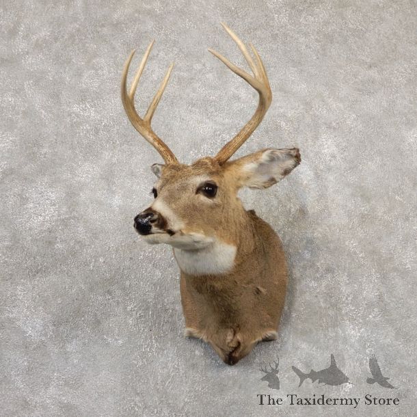 Whitetail Deer Shoulder Mount #18862 For Sale - The Taxidermy Store