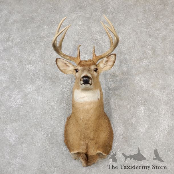 Whitetail Deer Shoulder Mount #19093 For Sale - The Taxidermy Store