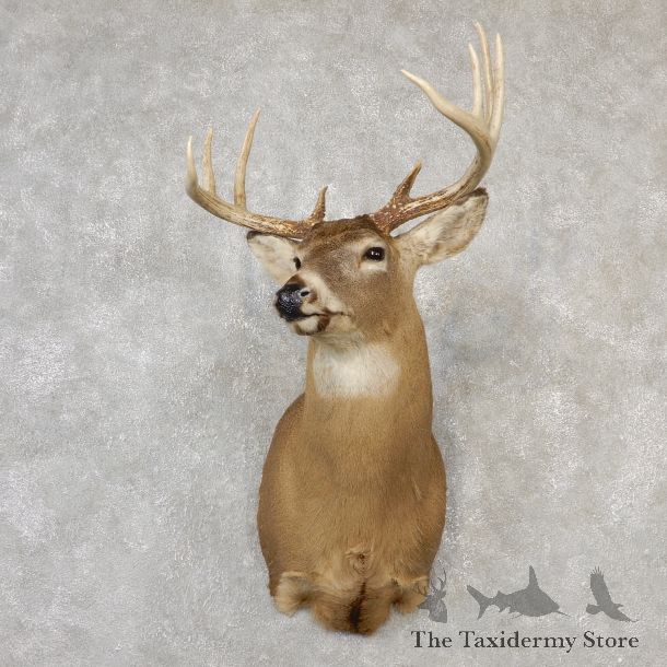 Whitetail Deer Shoulder Mount #24147 For Sale - The Taxidermy Store