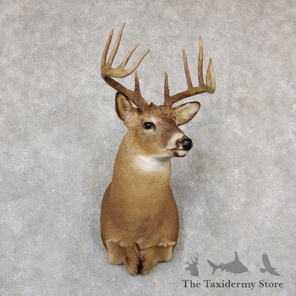Whitetail Deer Shoulder Mount #19296 For Sale - The Taxidermy Store