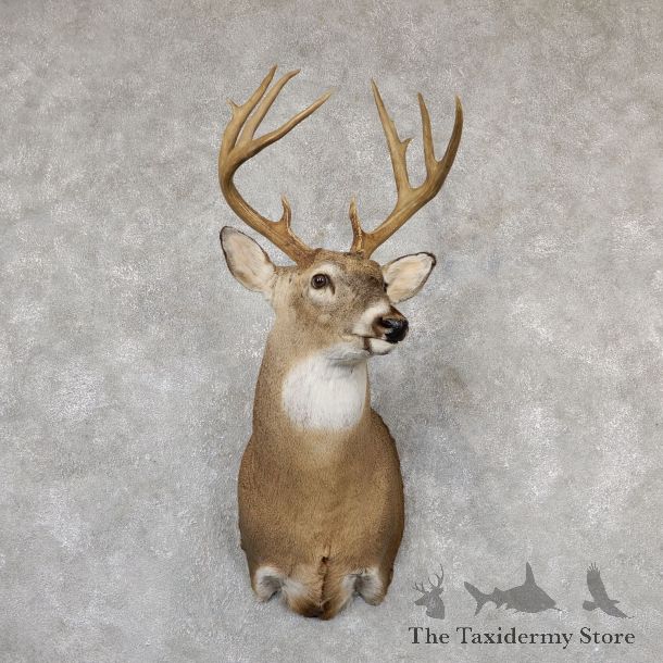 Whitetail Deer Shoulder Mount #19298 For Sale - The Taxidermy Store