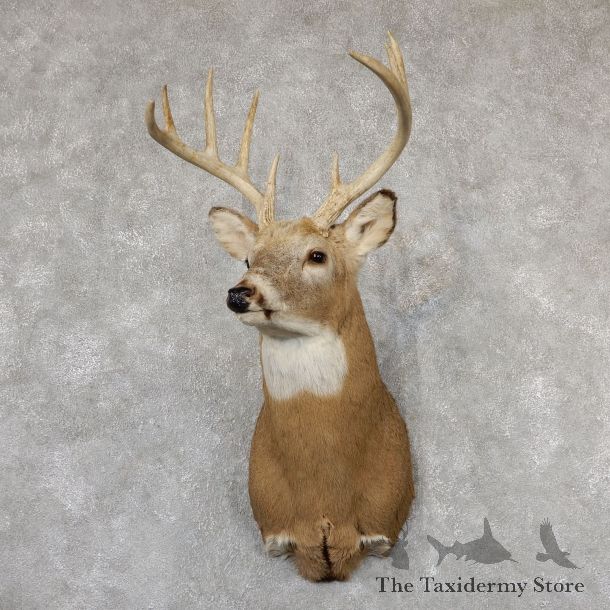 Whitetail Deer Shoulder Mount #19302 For Sale - The Taxidermy Store
