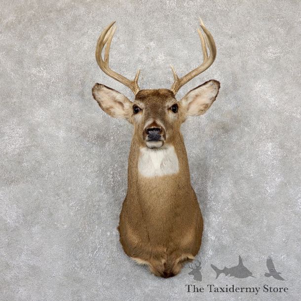 Whitetail Deer Shoulder Mount #19542 For Sale - The Taxidermy Store
