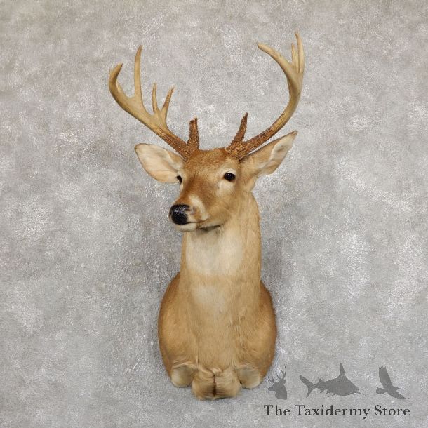 Whitetail Deer Shoulder Mount #19552 For Sale - The Taxidermy Store