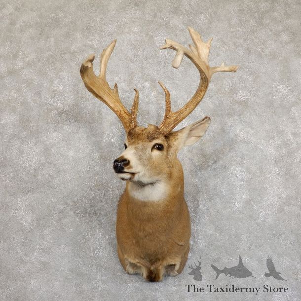 Whitetail Deer Shoulder Mount #19553 For Sale - The Taxidermy Store