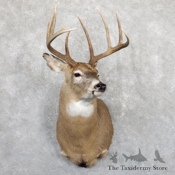 Whitetail Deer Shoulder Mount #19564 For Sale - The Taxidermy Store
