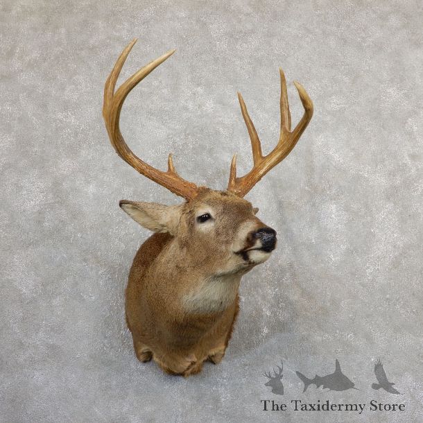 Whitetail Deer Shoulder Mount #19655 For Sale - The Taxidermy Store
