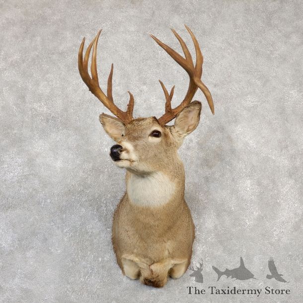 Whitetail Deer Shoulder Mount #20005 For Sale - The Taxidermy Store