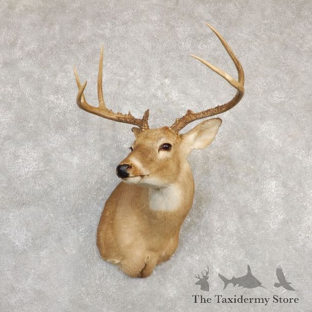 Whitetail Deer Shoulder Mount #20263 For Sale - The Taxidermy Store