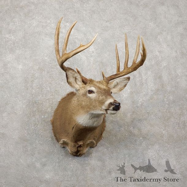Whitetail Deer Shoulder Mount #20418 For Sale - The Taxidermy Store