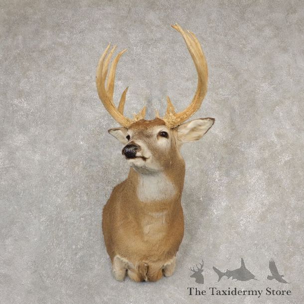 Whitetail Deer Shoulder Mount #20525 For Sale - The Taxidermy Store