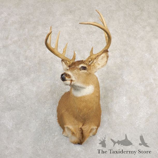 Whitetail Deer Shoulder Mount #24148 For Sale - The Taxidermy Store