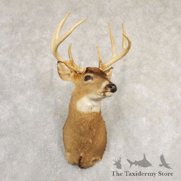 Whitetail Deer Shoulder Mount #20828 For Sale - The Taxidermy Store